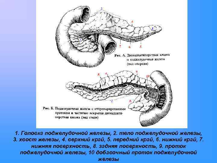 1 поджелудочная железа. Нижняя поверхность тела поджелудочной железы. Верхний край поджелудочной железы. Поджелудочная железа поверхности и края. Передневерхняя поверхность поджелудочной железы.