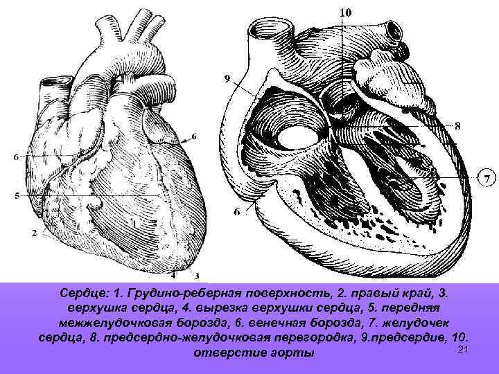 Сердце: 1. Грудино-реберная поверхность, 2. правый край, 3. верхушка сердца, 4. вырезка верхушки сердца,