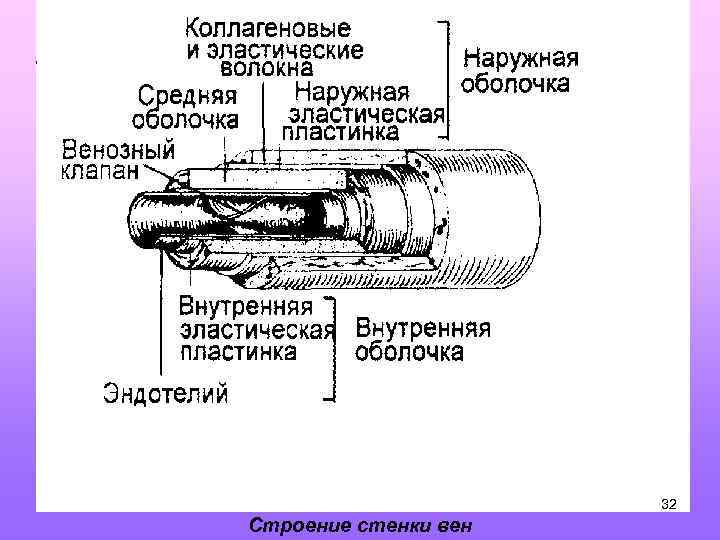 32 Строение стенки вен 