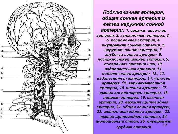 Ветви внутренней грудной артерии