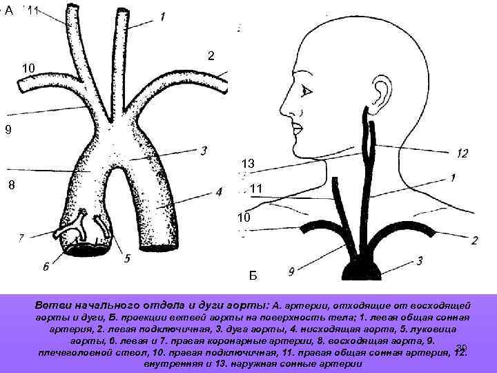 Ветви дуги аорты анатомия схема