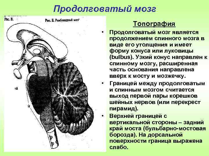 Является продолжением спинного