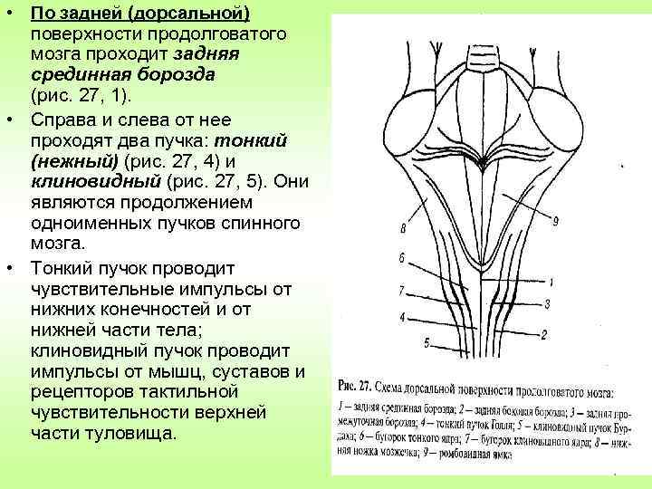 Спинной продолговатый мозг