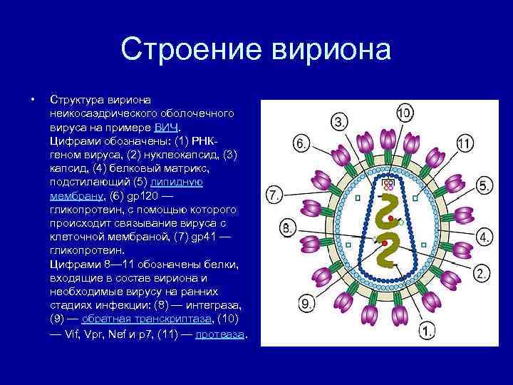 Рисунки различных форм вирионов