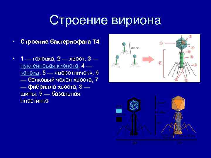 Строение вириона • Строение бактериофага Т 4 • 1 — головка, 2 — хвост,