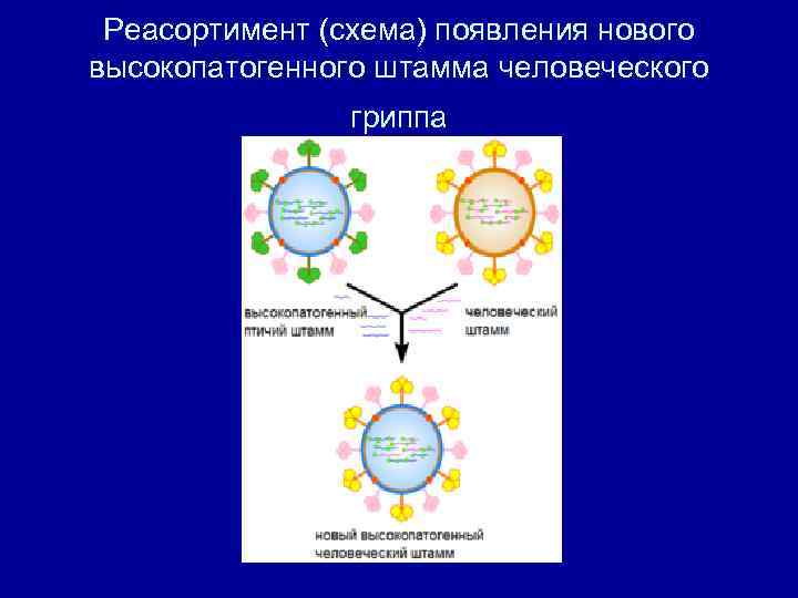 Реасортимент (схема) появления нового высокопатогенного штамма человеческого гриппа 