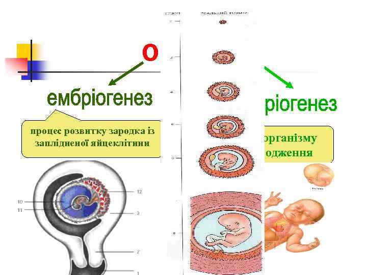 Онтогенез процес розвитку зародка із заплідненої яйцеклітини розвиток організму після народження 