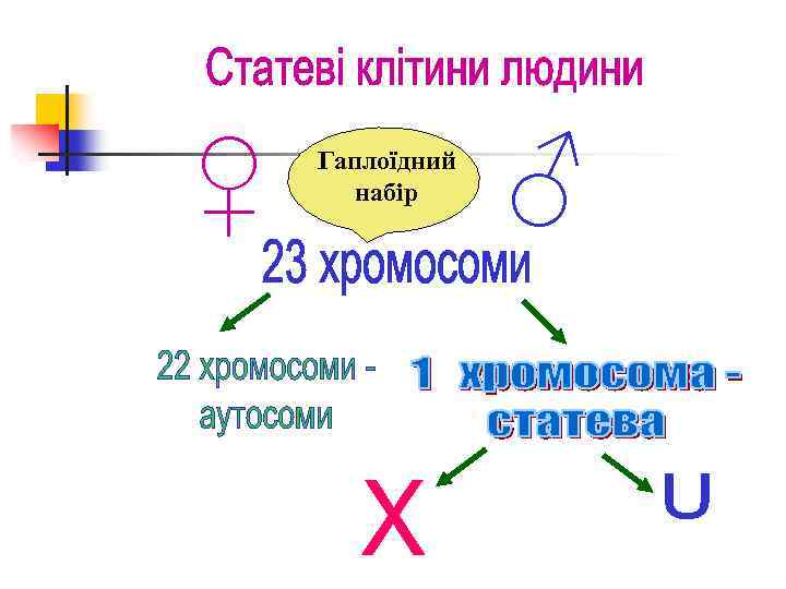 ♀ Гаплоїдний набір ♂ 