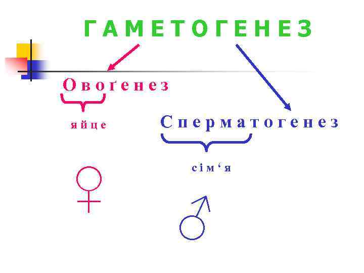 ГАМЕТОГЕНЕЗ Овоґенез яйце ♀ Сперматогенез сім‘я ♂ 