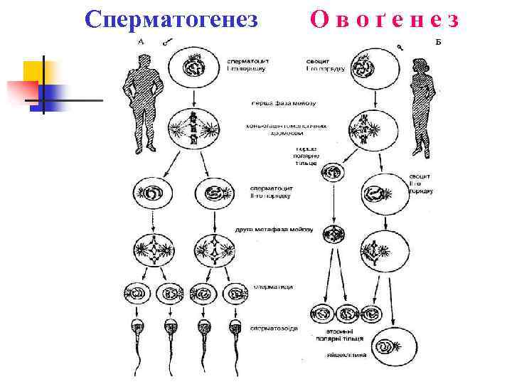 Сперматогенез Овоґенез 