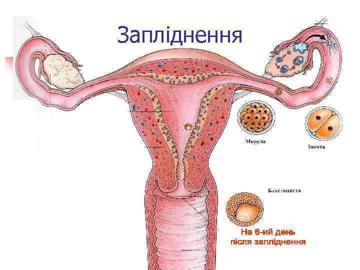 Запліднення 