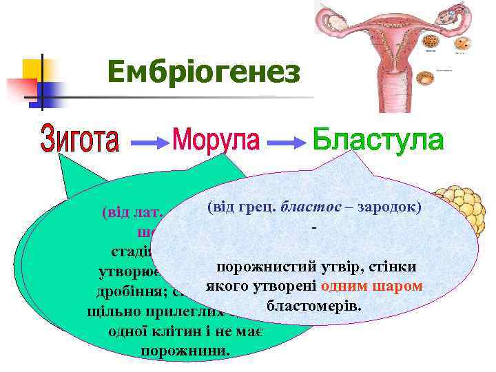 Ембріогенез (від грец. (від лат. морум - ягода бластос – зародок) (від грец. зиготос