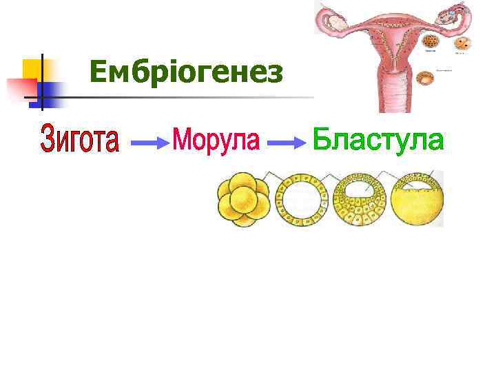 Ембріогенез 