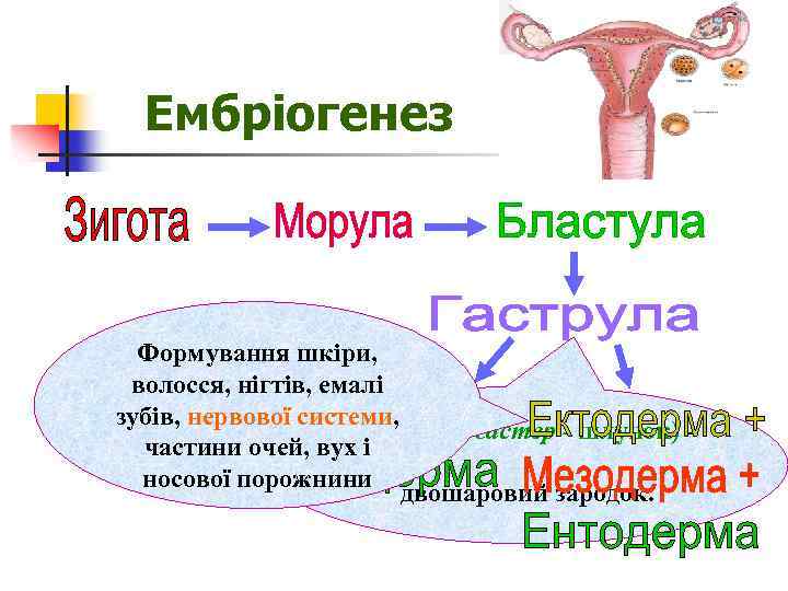 Ембріогенез Формування шкіри, волосся, нігтів, емалі зубів, нервової системи, (від грец. гастер - шлунок)