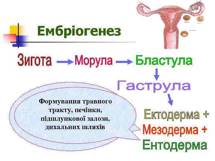 Ембріогенез Формування кісток, Формування травного м’язів, хрящів, тракту, печінки, сполучної тканини, підшлункової залози, кровоносних