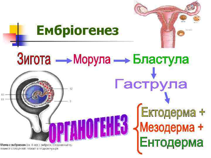 Ембріогенез 