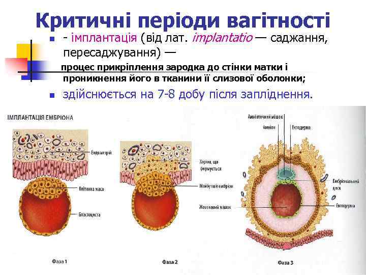 Критичні періоди вагітності n - імплантація (від лат. implantatio — саджання, пересаджування) — процес