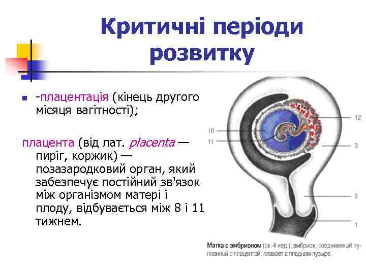 Критичні періоди розвитку n -плацентація (кінець другого місяця вагітності); плацента (від лат. placenta —