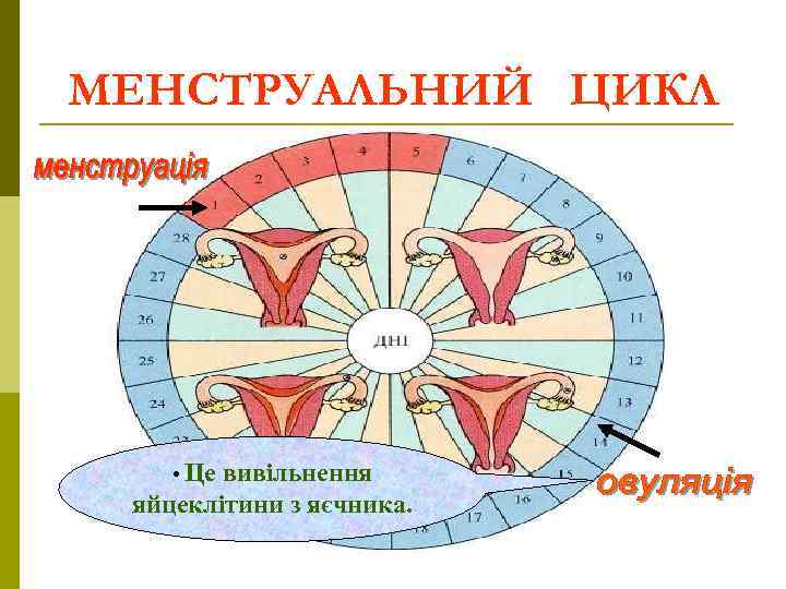 МЕНСТРУАЛЬНИЙ ЦИКЛ • Це вивільнення яйцеклітини з яєчника. 