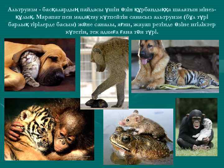 Альтруизм - басқалардың пайдасы үшін өзін құрбандыққа шалатын мінезқұлық. Марапат пен мадақтау күтпейтін санасыз