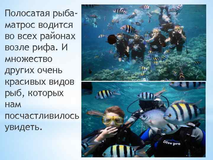 Полосатая рыбаматрос водится во всех районах возле рифа. И множество других очень красивых видов