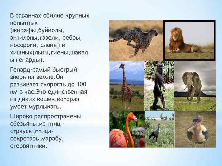 В саваннах обилие крупных копытных (жирафы, буйволы, антилопы, газели, зебры, носороги, слоны) и хищных(львы,