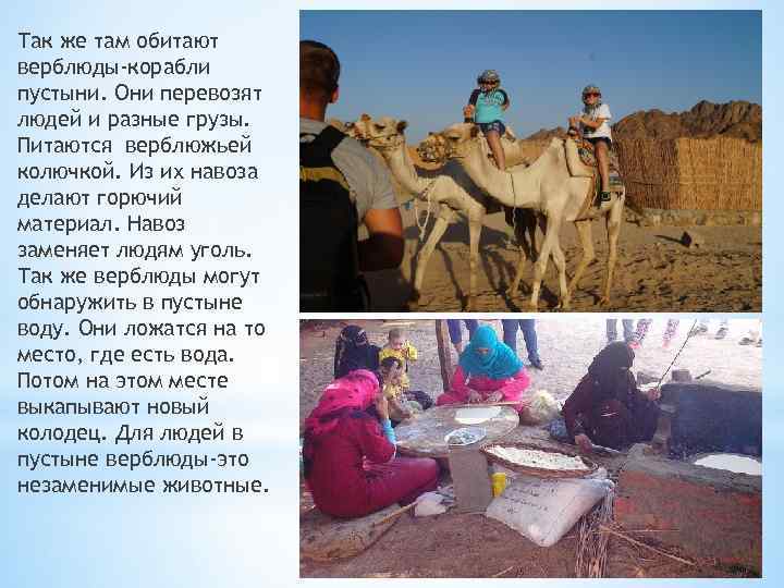 Так же там обитают верблюды-корабли пустыни. Они перевозят людей и разные грузы. Питаются верблюжьей