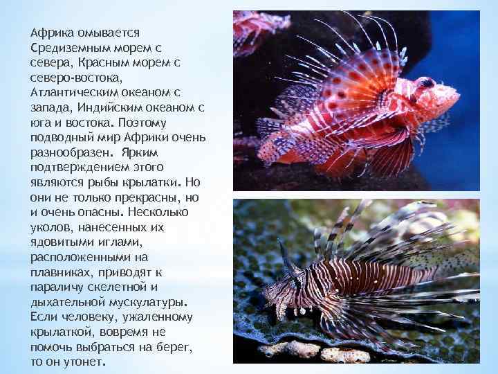 Африка омывается Средиземным морем с севера, Красным морем с северо-востока, Атлантическим океаном с запада,