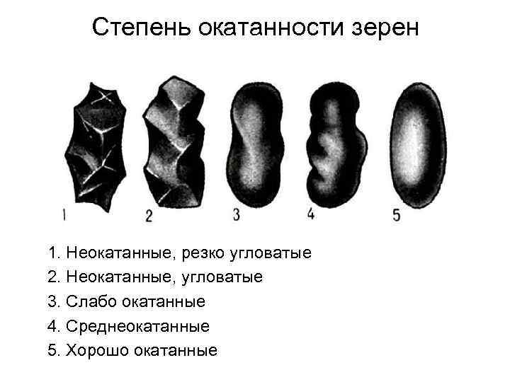 Степень окатанности зерен 1. Неокатанные, резко угловатые 2. Неокатанные, угловатые 3. Слабо окатанные 4.