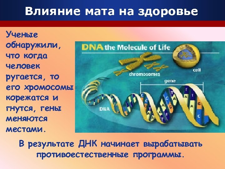 Влияние мата на здоровье Ученые обнаружили, что когда человек ругается, то его хромосомы корежатся