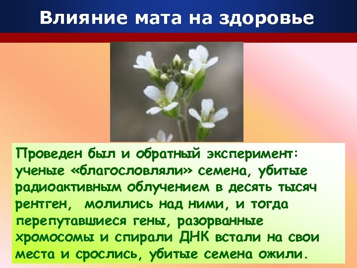 Влияние мата на здоровье Проведен был и обратный эксперимент: ученые «благословляли» семена, убитые радиоактивным