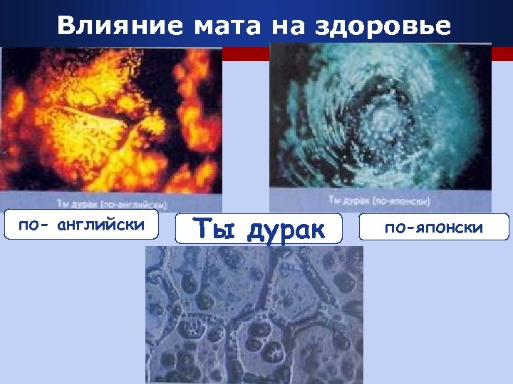 Влияние мата на здоровье по- английски Ты дурак по-японски 