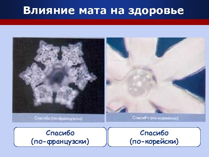 Влияние мата на здоровье Спасибо (по-французски) Спасибо (по-корейски) 