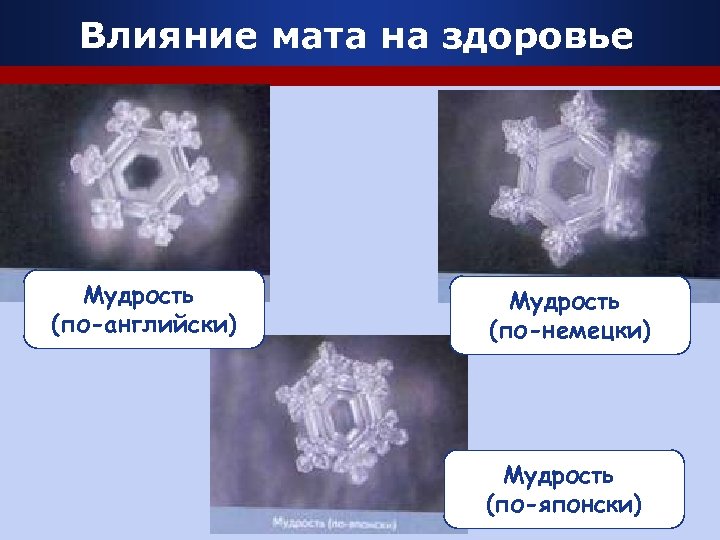 Влияние мата на здоровье Мудрость (по-английски) Мудрость (по-немецки) Мудрость (по-японски) Company Logo 