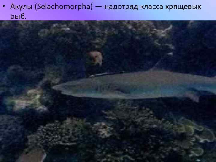  • Акулы (Selachomorpha) — надотряд класса хрящевых рыб. 