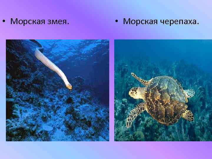  • Морская змея. • Морская черепаха. 