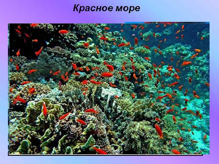 Красное море 