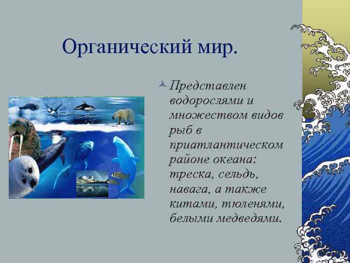 Органический мир. © Представлен водорослями и множеством видов рыб в приатлантическом районе океана: треска,