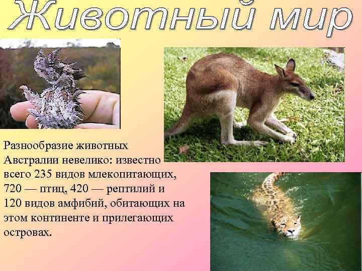 Разнообразие животных Австралии невелико: известно всего 235 видов млекопитающих, 720 — птиц, 420 —