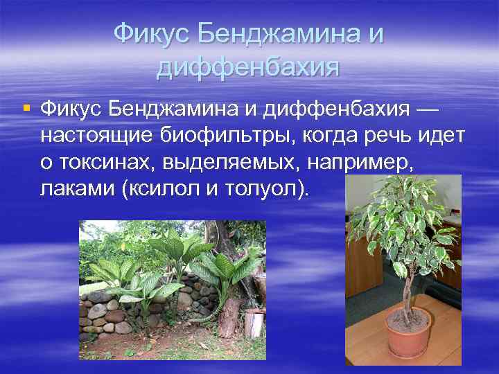 Фикус Бенджамина и диффенбахия § Фикус Бенджамина и диффенбахия — настоящие биофильтры, когда речь