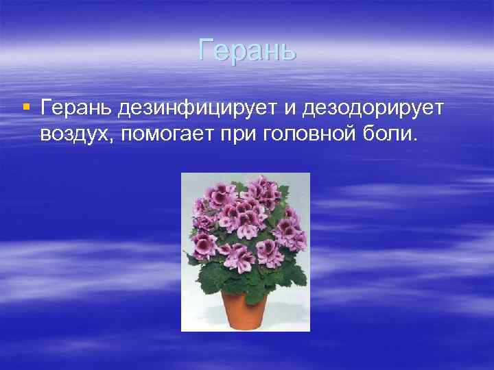Герань § Герань дезинфицирует и дезодорирует воздух, помогает при головной боли. 