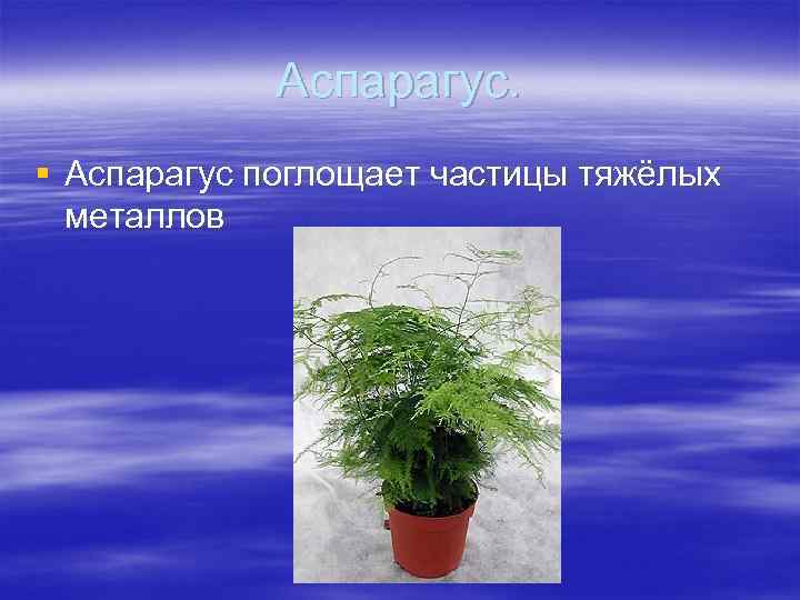 Аспарагус. § Аспарагус поглощает частицы тяжёлых металлов 
