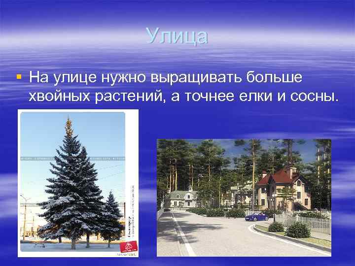 Улица § На улице нужно выращивать больше хвойных растений, а точнее елки и сосны.