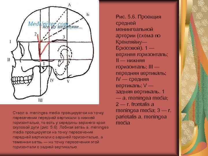 Ствол a. meningea media проецируется на точку пересечения передней вертикали с нижней горизонталью, то