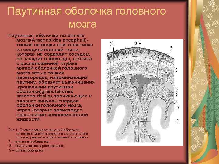 Заболевание оболочки головного мозга. Паутинная оболочка головного мозга. Паутинная оболочка строение. Паутинная мозговая оболочка гистология. Паутинная оболочка головного мозга функции.