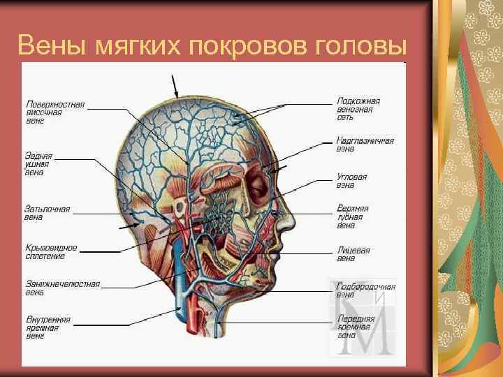 Ткани лба. Вены мягких тканей головы. Анатомия мягких тканей головы. Ткани головы человека анатомия.