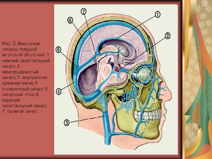 Рис. 2. Венозные синусы твердой мозговой оболочки: 1 нижний сагиттальный синус; 2 межпещеристый синус;