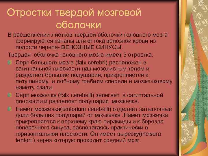 Отростки твердой мозговой оболочки В расщеплении листков твердой оболочки головного мозга формируются каналы для