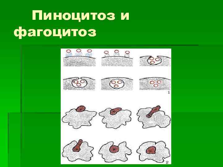 Пиноцитоз и фагоцитоз животной клетки