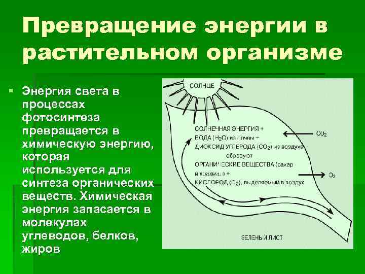 Рассмотрите схему преобразование энергии света при фотосинтезе